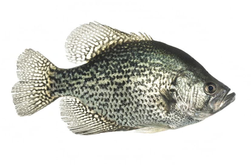 Black crappie showing its distinctive speckled pattern held over calm lake water