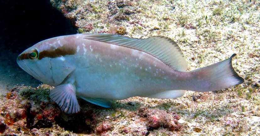 Large grouper with distinctive mottled brown coloring held near rocky reef structure