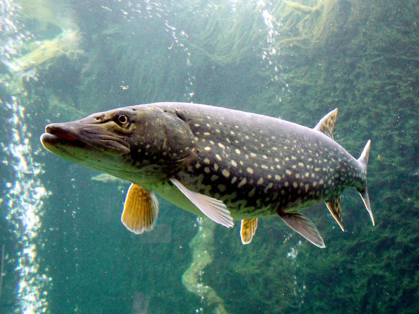 A northern pike with olive-green coloring and light spots displayed alongside a fishing rod