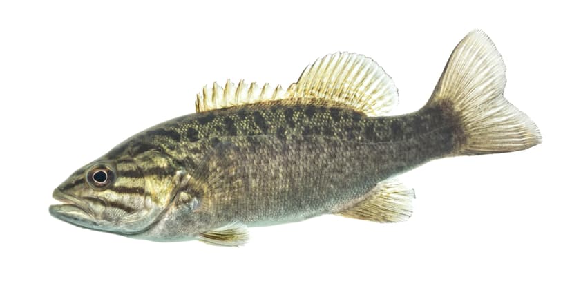 Smallmouth bass showing its characteristic bronze coloring and vertical barring pattern